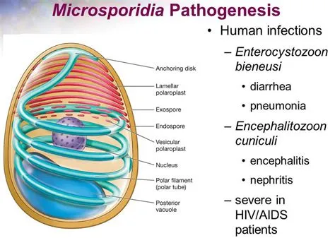 Microsporidium: Um Parasita Intracelular Microscópico que infecta Invertebrados e Vertebrados!