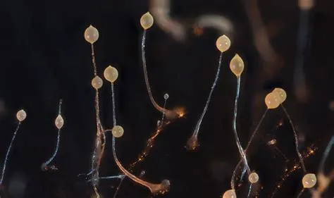  Dictyostelium Discoideum: Uma Jornada Microscópica de Cooperação e Sobrevivência!