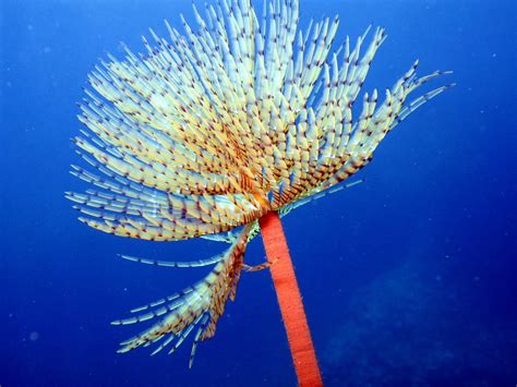  Fanworm: Um Animal Fascinante que Construiu seu Próprio Refúgio no Oceano!