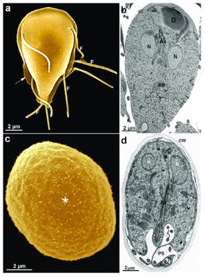  Intestinalis: Uma Visão Microscópica do Mundo dos Protistas Flagelados!