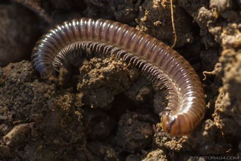 Rufous Millipede: Uncovering the Secrets of this Burrowing Wonder with Many Legs!